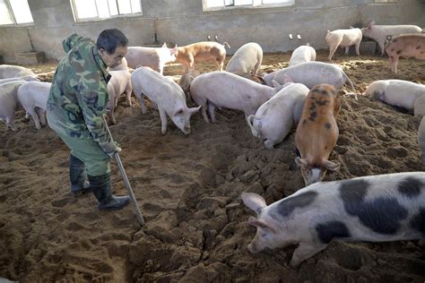 china kills hogs april 2019